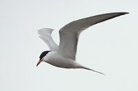 Visdief (Sterna hirundo) 5-2016  9148